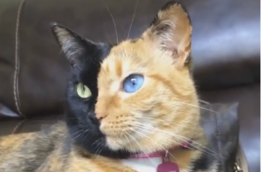 Котик с двухцветной мордой и разными глазами стал звездой интернета