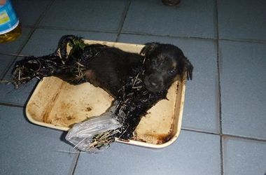 В Киеве спасают щенка, утонувшего в смоле