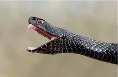 На Прикарпатье змея атаковала девочку  во дворе ее дома