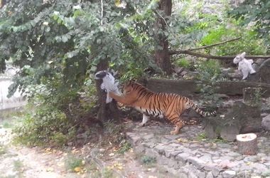 Как в киевском зоопарке отмечают день рождения тигров