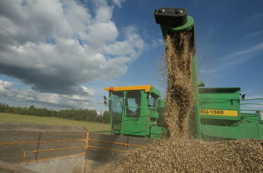 В мире рекордно рухнули цены на пшеницу
