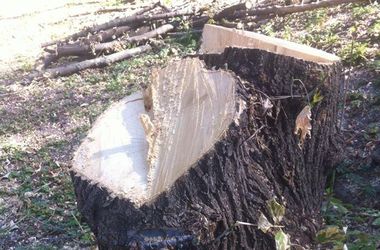 Вырубка деревьев возле Исторического музея в Киеве нанесла ущерб на полмиллиона гривен