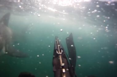 Шокирующее видео: дайвер снял, как на него напала акула
