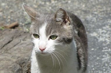 Пропавшую в Швейцарии кошку спустя год нашли в другой стране  