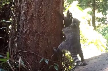 Видеохит: мама-енот учит детеныша карабкаться на дерево