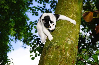 Одессит застрял на дереве, пытаясь спасти кошку