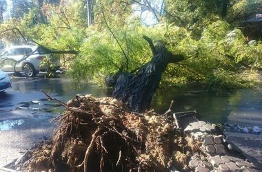 Непогода в Одессе: дерево убило женщину