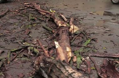 В Винницкой области девушку придавило упавшее дерево