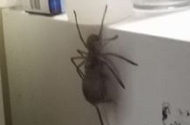 Гигантский паук поймал мышь и стал звездой соцсетей