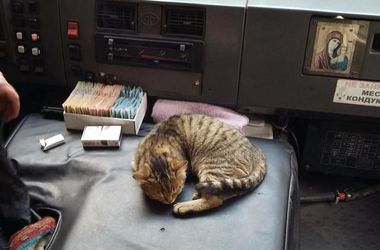 В Киеве кошка по имении "Никак" работает кондуктором в маршрутке