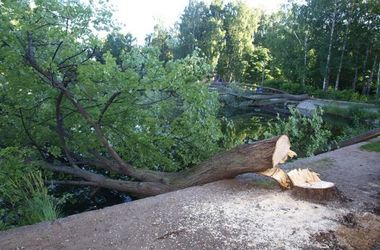В Львовской области  рухнувшее  дерево раздавило электромонтера
