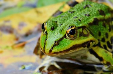 Глобальное потепление заставило лягушек и жаб стать вегетарианцами