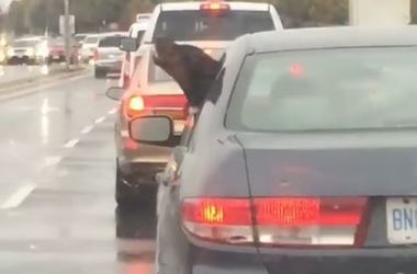 Пес с высунутой в окно машины мордой рассмешил реакцией на дождь