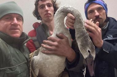 Под Киевом спасли лебедя со сломанным крылом