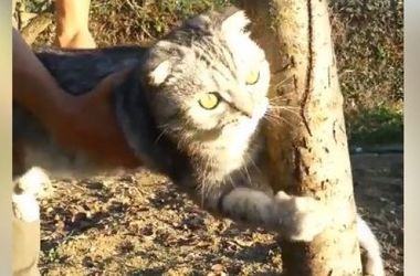 Крупный кот уцепился за дерево и отказался идти домой