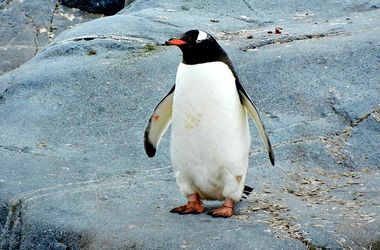 В зоопарке Канады семеро пингвинов утонули от страха 