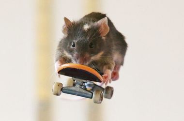 Австралиец научил мышей кататься на скейтборде
