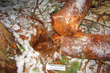 В Киеве дерево убило лесника