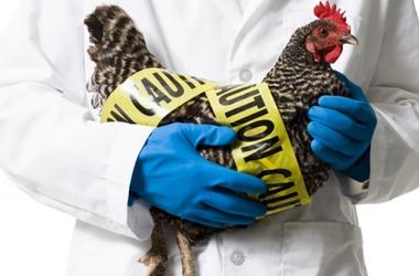 В Украине зафиксирована вспышка птичьего гриппа