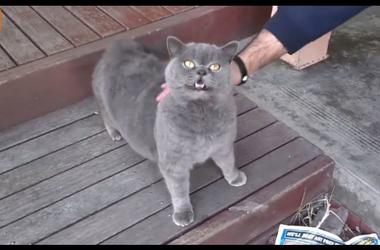 Большой кот рассмешил странным мяуканьем, когда его гладят