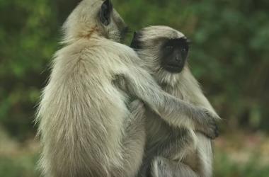 Видеошок: обезьяны оплакивают "смерть" робота, замаскированного под их сородича