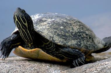 У индийского контрабандиста изъяли шесть тысяч редких черепах