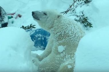 Животные обожают снег: белый медведь, слон и морские котики наслаждаются зимой