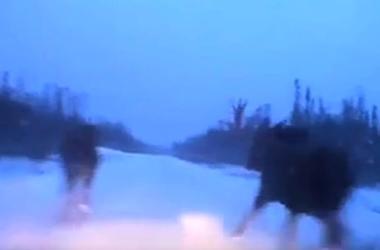 Видеохит: канадец проскочил между двумя лосями