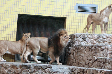 Как в Киевском зоопарке поздравят львов с Днем рождения