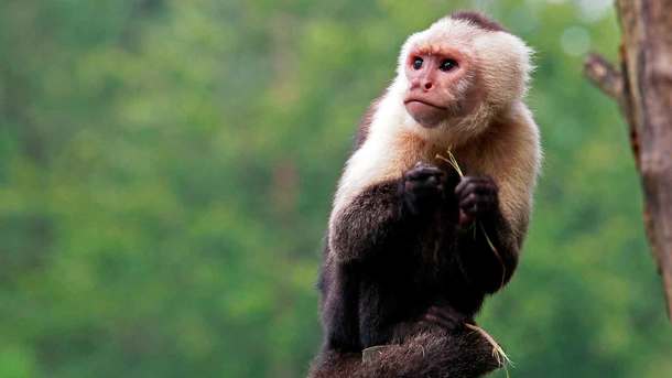 В Сумах через ProZorro пытались приобрести обезьяну-капуцина