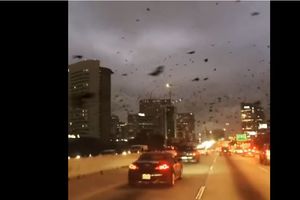 "Апокалипсис" в США: очевидцы сняли нашествие птиц на город