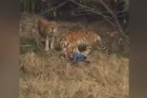 В китайском зоопарке тигр съел туриста, залезшего к нему в вольер