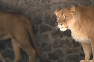 Как в Киевском зоопарке отметили День рождения львов