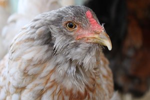 Европа согласилась покупать курятину из Украины