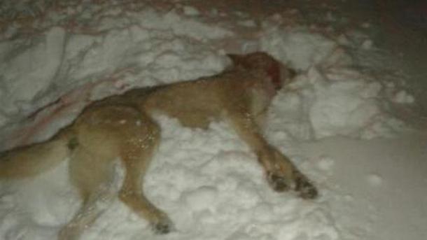 Спасали таможенники: на Черниговщине на мужчину напал бешеный волк