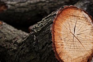 На Волыни мужчину убило дерево