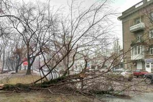 В Одессе дерево раскололось и упало на проезжую часть