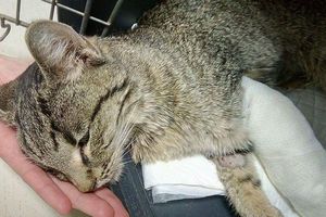 Кошка, выжившая в трагедии на Позняках, продолжает бороться за жизнь