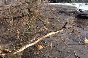 В Киеве дерево рухнуло на машину
