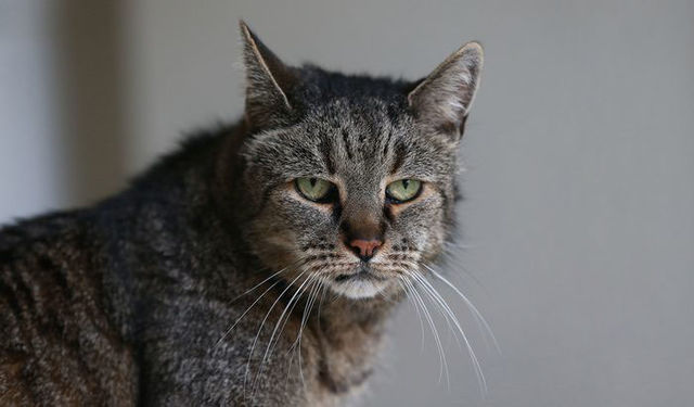 Самый старый кот в мире празднует 31-летие