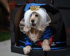 В США состоялся хеллоуиновский парад собак (фото)  