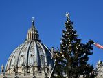 Папе Римскому привезли рождественскую елку (фото)  