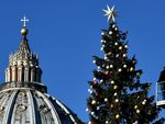 Папе Римскому привезли рождественскую елку (фото)  