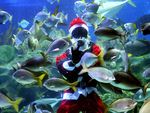 Санта-Клаус поселился в аквариуме  (фото)  