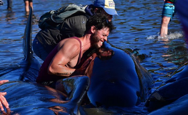 В новейшей Зеландии на берег выбросились не менее 400 китов-самоубийц