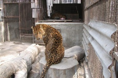 в Одесском зоопарке самка дальневосточного леопарда родила троих малышей, фото О. Лесен
