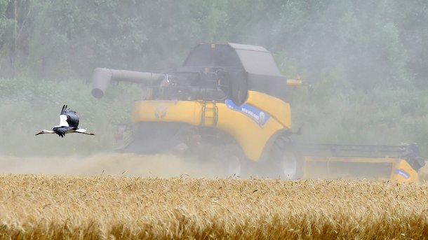 Турция займется украинской пшеницей. Фото: AFP