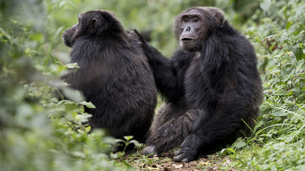 В Уганде обнаружены обезьяны-мутанты. Фото: Jean-Michel Krief/The Verge