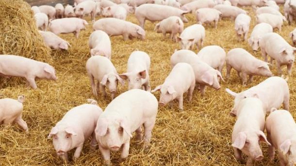 Свинкам угрожает африканская чума. Фото: пресс-служба ЛОГА