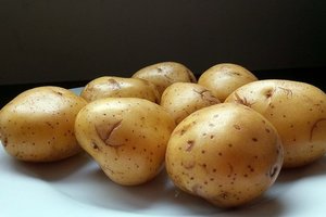 В Беларуси объявили национальным достоянием генетический банк картофеля